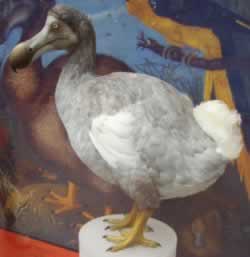 Name:  a98_Dodo.jpg
Views: 884
Size:  6.1 KB
