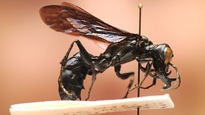 wasp.jpg