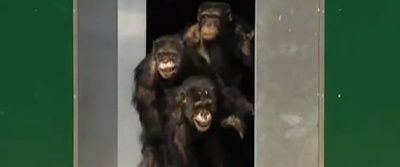 r-lab-chimps-large570.jpg