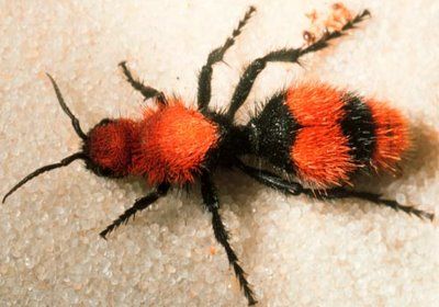 RedVelvetAnt.jpg