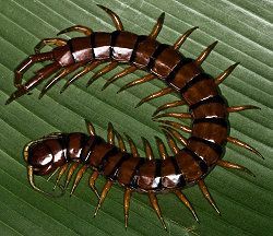 Name:  centipede.jpg
Views: 7004
Size:  24.8 KB
