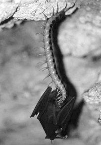 Name:  centipede_bat.jpg
Views: 4021
Size:  13.0 KB