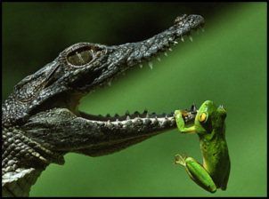 frog_crocodiles_sm.jpg