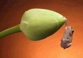 frog_hanging2.jpg