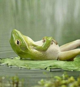 frog_mr.jpg