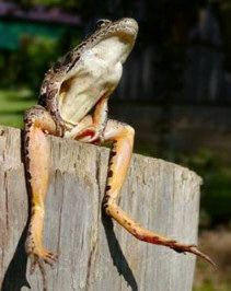 frog_thinking.jpg