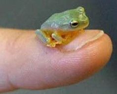 frog_thumb.jpg