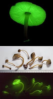 a96794_a492_mycena-lux-coeli-mushrooms.jpg