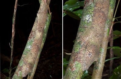 tree-geckolizard_6_1378778a.jpg