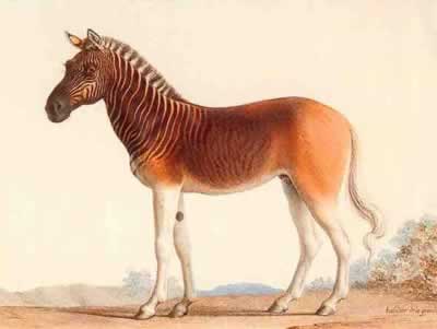 Name:  a98_Quagga.jpg
Views: 73
Size:  9.2 KB