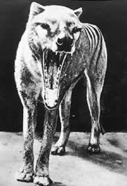Name:  a98_Thylacine.jpg
Views: 74
Size:  8.5 KB