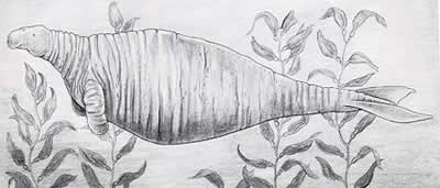 Name:  a98_seacow.jpg
Views: 71
Size:  11.3 KB