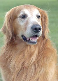 coralsnakedog.jpg
