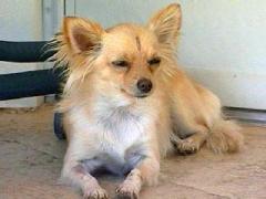 Name:  RattlerDog.jpg
Views: 369
Size:  8.1 KB
