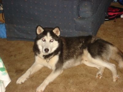 Name:  Shana.jpg
Views: 554
Size:  105.0 KB