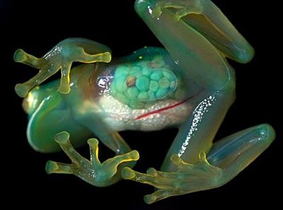 a357_frog.jpg