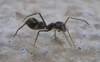 ant-mimcry-560x349.jpg