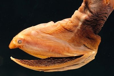 sea-creature_main__1386598a.jpg
