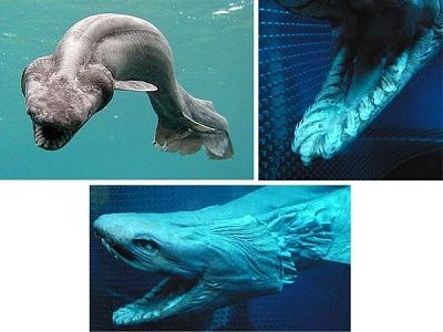 ugly-fish-frilled-shark.jpg