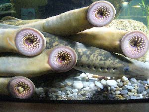 Name:  ugly-fish-lamprey-2.jpg
Views: 4102
Size:  16.5 KB