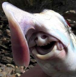 Name:  ugly-fish-long-nosed-chimaera-2.jpg
Views: 23007
Size:  9.7 KB