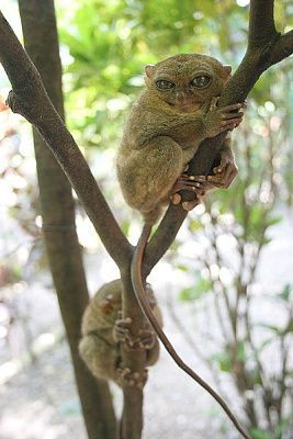 tarsiers.jpg