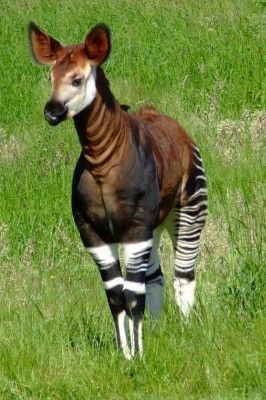 Name:  Okapi-266x400.jpg
Views: 2163
Size:  46.6 KB