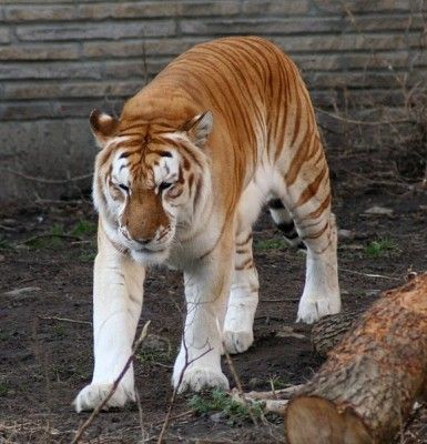Name:  Golden-Tabby-Tiger-385x400.jpg
Views: 867
Size:  51.8 KB