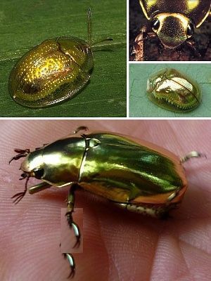 gold_animal_1a.jpg