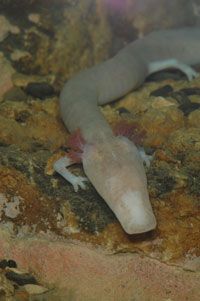 Olm_tank1.jpg