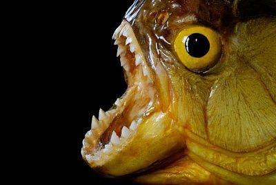 environment-piranha-mouth_42562_600x450.jpg