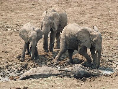 elephants-rescued-mud-herd_43514_600x450.jpg