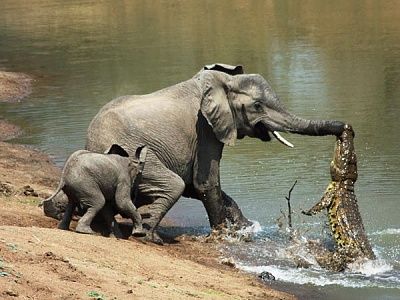 elephant-vs-alligator-fight-1_28154_600x450.jpg