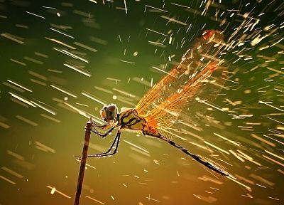 1dragonfly.jpg