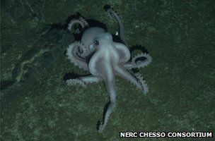 Name:  _57676538_octopus.jpg
Views: 378
Size:  14.0 KB