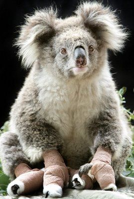 SamKoalaWhoSurvived.jpg