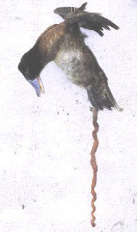 Name:  duck-penis-02.jpg
Views: 4349
Size:  38.7 KB