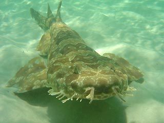 spotted_wobbegong.jpg