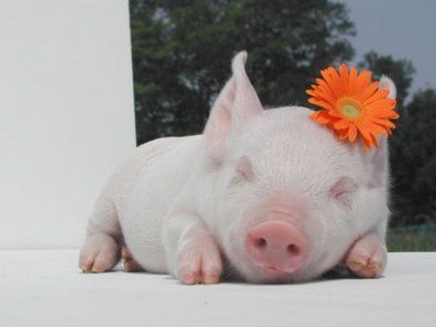 cute piglet flower.jpg