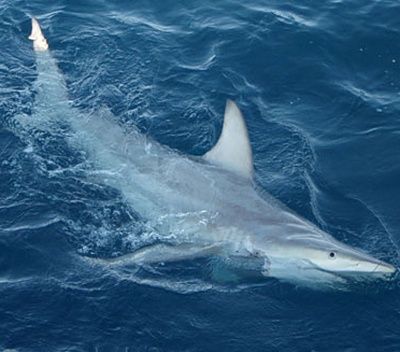 hybrid-shark-zoom.jpg