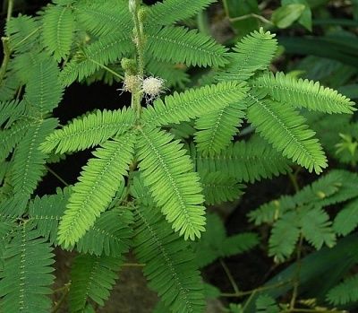 mimosa-pudica-550x480.jpg