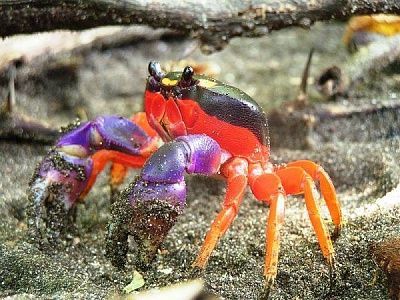 halloween-crab.img_assist_custom-600x450.jpg