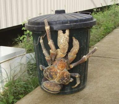 Coconut_Crab_385.jpg