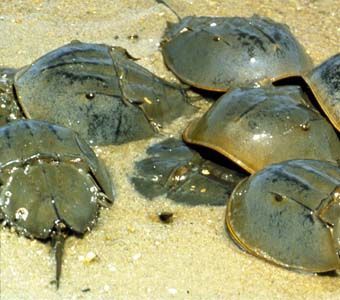 Hcrabs4.jpg