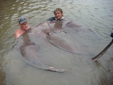 thai-stingray14.JPG
