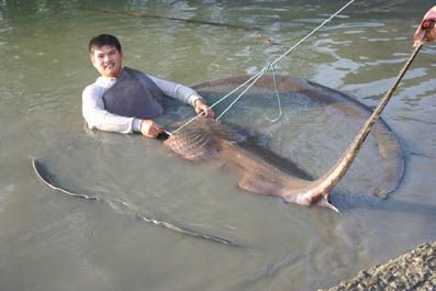stingray-thai14.JPG