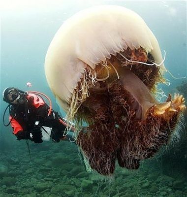 jellyfish-swarms-02.jpg