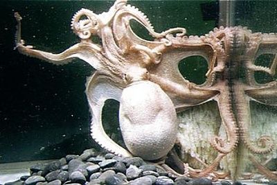 octopus_w_96_tentacles_2.jpg