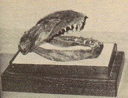 giant_snake of mt tsurugi.jpg