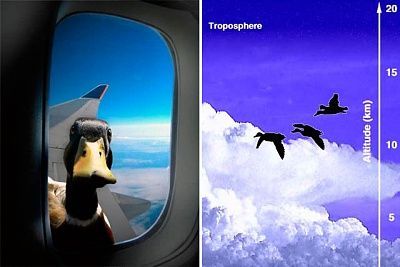 duck.jpg